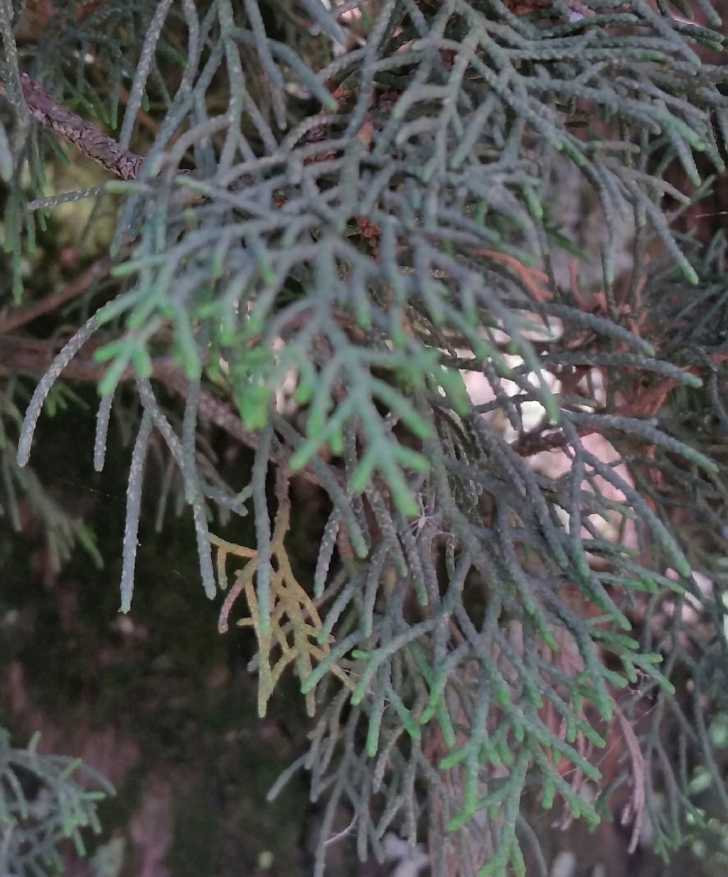 Cupressus sempervIrens ?